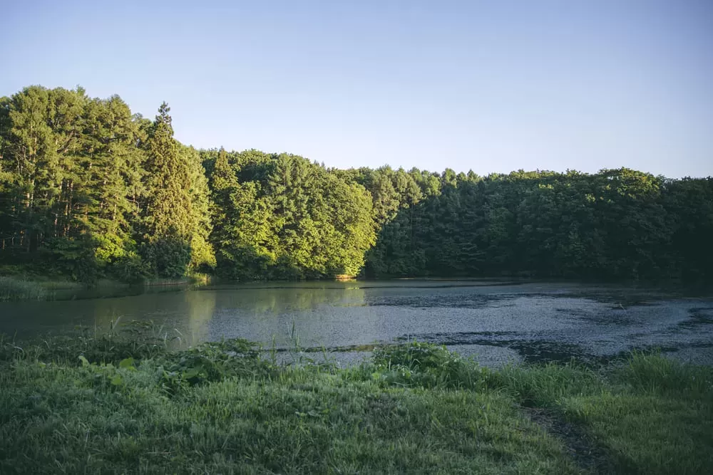 Pond Side