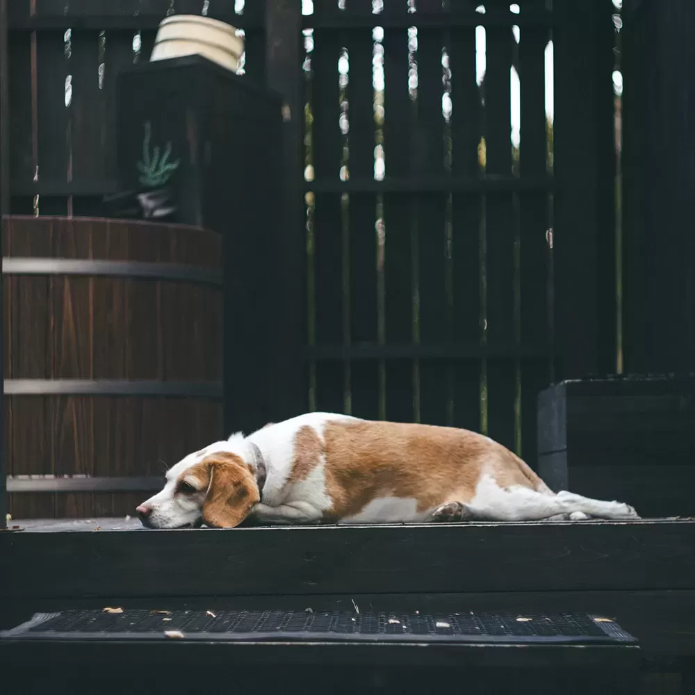 Premium Dog Yard Room